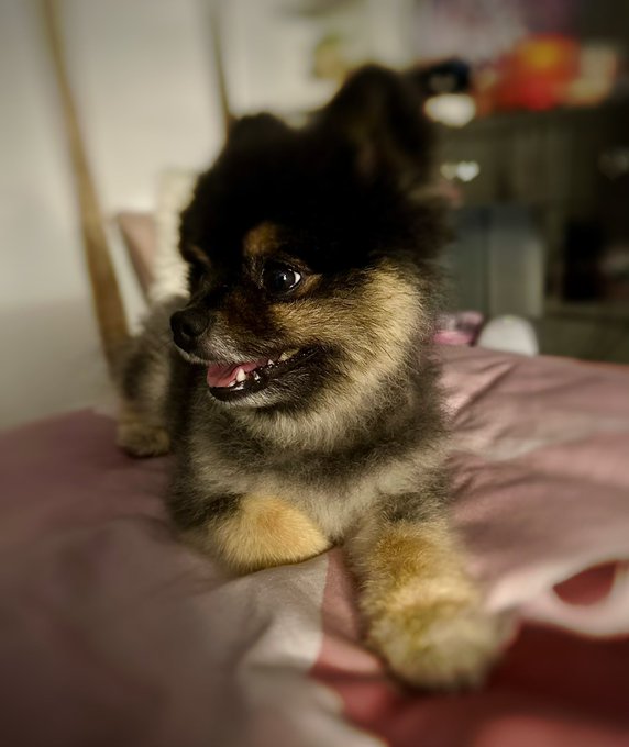 MANDO IS OKAY !!!!   He needed the two operations, but the leg stayed intact &hearts;️   I can pick him up tomorrow<a href="/tag/diaryofacosplayer"class="tags"><span>#diaryofacosplayer</span></a>