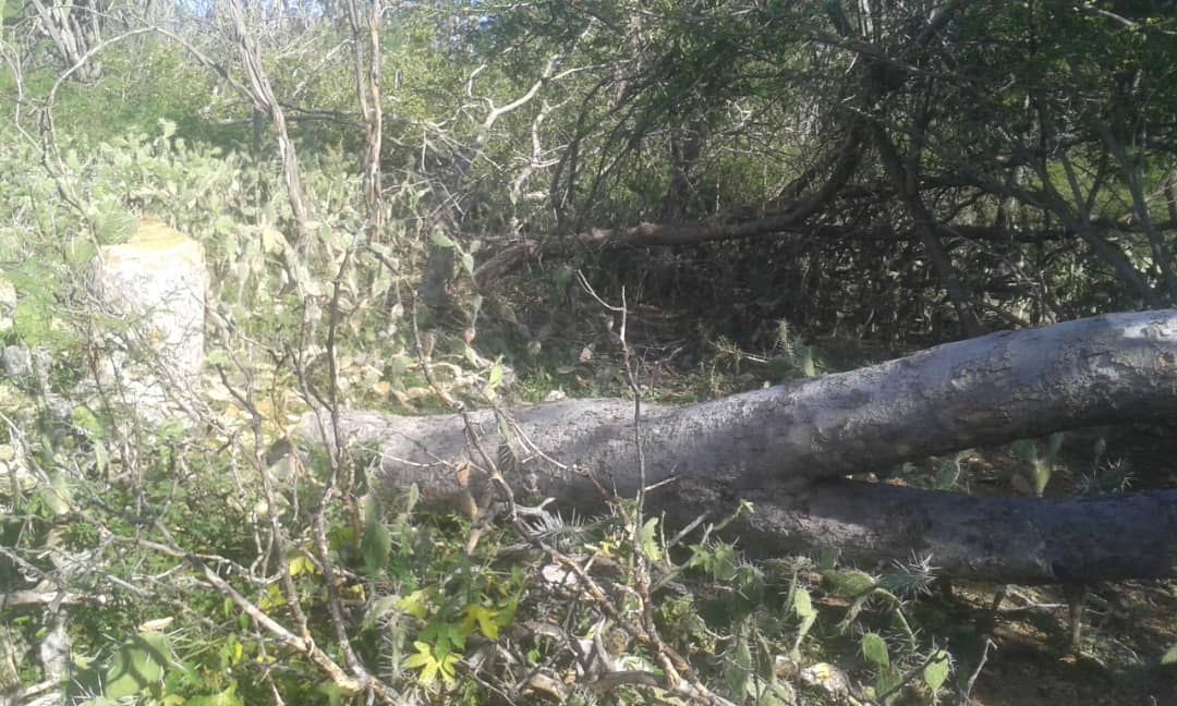 Antonio71988574's tweet photo. Según FAO para 2021 Venezuela había perdido un 40% de su cobertura vegetal en los ecosistemas secos, ocasionado un incremento de 5°C en esos territorios, además de una mayor evapotranspiración. Para esa misma fecha Lara había registrado un 65% d pérdida d Bosque seco.
#NoAlCarbón https://t.co/nkxc2ySCrP