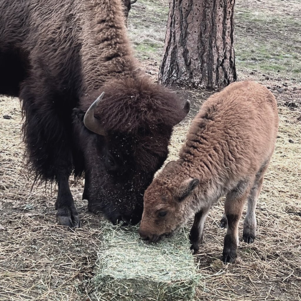 WildOasisBison's tweet photo. Mom and baby bison chowing down on some dinner! 

#grassfed #grassfinished #bisonranch #wildoasisbison #bison #ranchlife https://t.co/7DdPXKRMIm