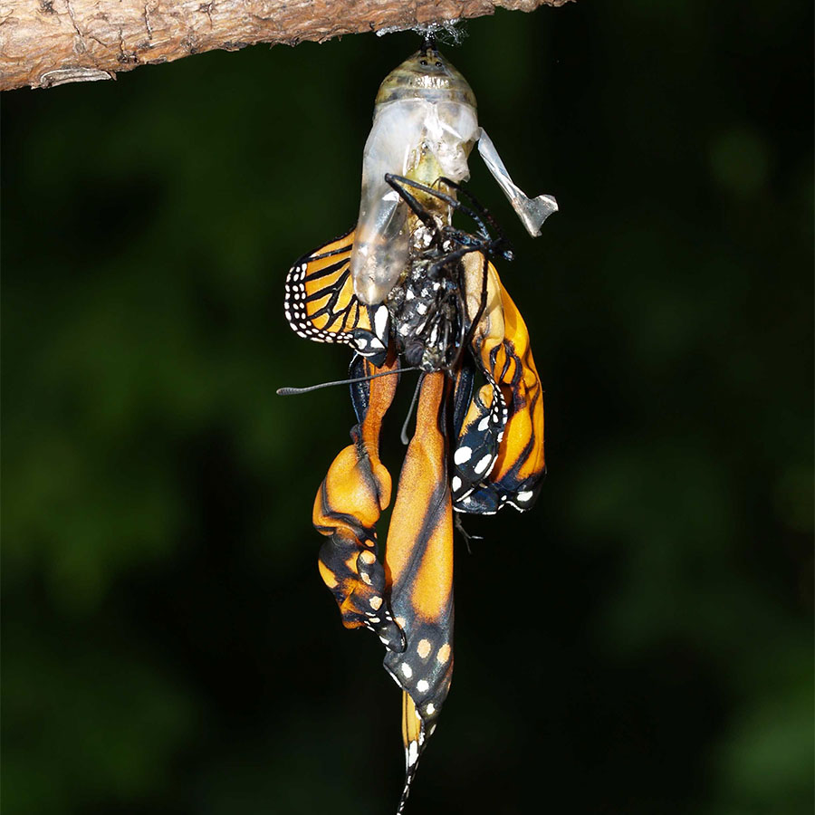 New research on monarchs from UGA ecologists @i_ragonese, @altizer_sonia and @richhallecology shows that constant exposure to high temperatures severely limits development of OE parasite but also lowers monarch survival. t.uga.edu/9Hj @rsocpublishing