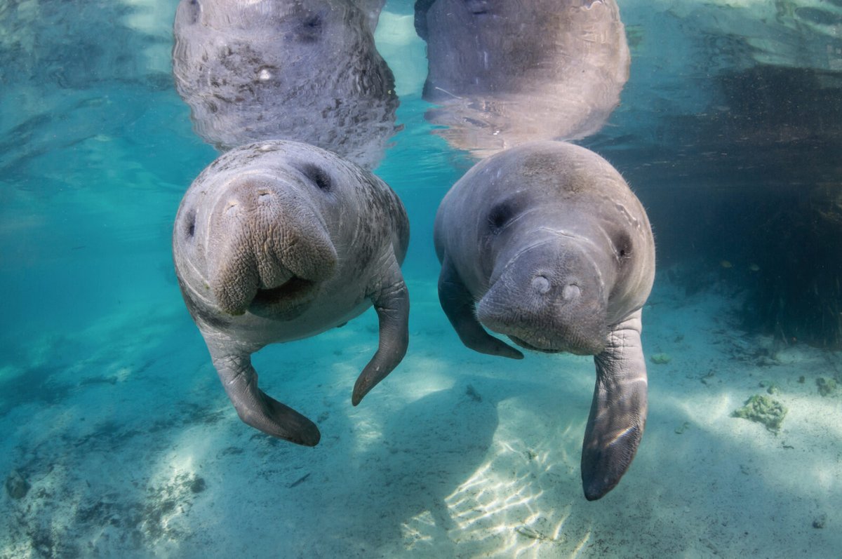 gardenandgun's tweet photo. Is it okay to swim with Florida manatees? Here’s what to know before you hop in with these gentle giants: https://t.co/t0tpRDpLJs https://t.co/CFkSsq1Sx3