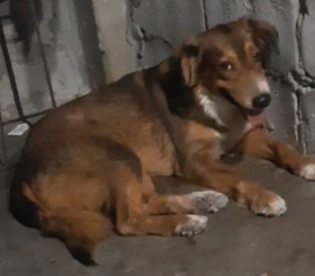 AlertaMePerdi's tweet photo. #PERDIDO #GUAYAQUIL
Nombre: #PININO
Fecha: 21/01/24
Sector: Norte,Paraiso de la Flor
Sexo: Macho
Raza: Mestizo
Obsv.: Pelaje color café con blanco
Contacto: 0986004997
¡Ayúdalo a volver con su familia!
#AlertaMePerdí https://t.co/WYOIZPdJbv