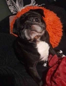 millypod1's tweet photo. OTIS HOME SAFE. THANKS FOR RT's😊🐕🐾
🆘12 FEB 2024 #Lost OTIS #ScanMe
ONE EYED Black & White Pug Male
Missing his right eye. HELP NEEDED.
Home Car Park, Peach Pie Street #Wincanton #Somerset #BA9
https://t.co/2lBRL6dbDk https://t.co/AqtHRQbIxO
