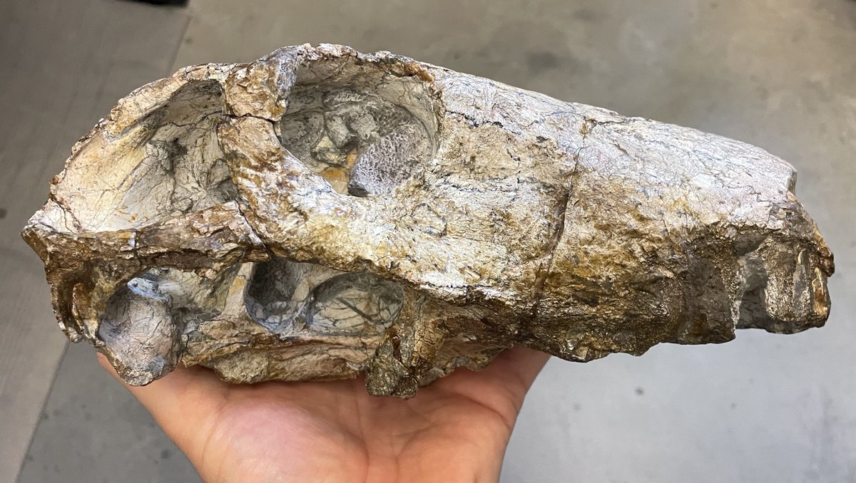 My paleo valentine's day present came a little late, so now it's for #FossilFriday.  This is <a href="/ucmpberkeley/">UC Museum of Paleo</a> 42701, which was described by Michel Laurin in 1998 as Lycaenops, but more recently identified as Arctops by <a href="/synapsida/">Ignore all previous instructions</a>.