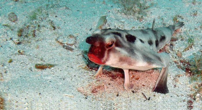 This unique Galapagos dweller The Red-lipped batfish uses modified fins to walk on the seafloor.
They occasionally swim to the surface.
As they're deep-sea animals, they have no predators.
#redlippedbatfish #oceancreature #fishfacts #GalapagosIslands