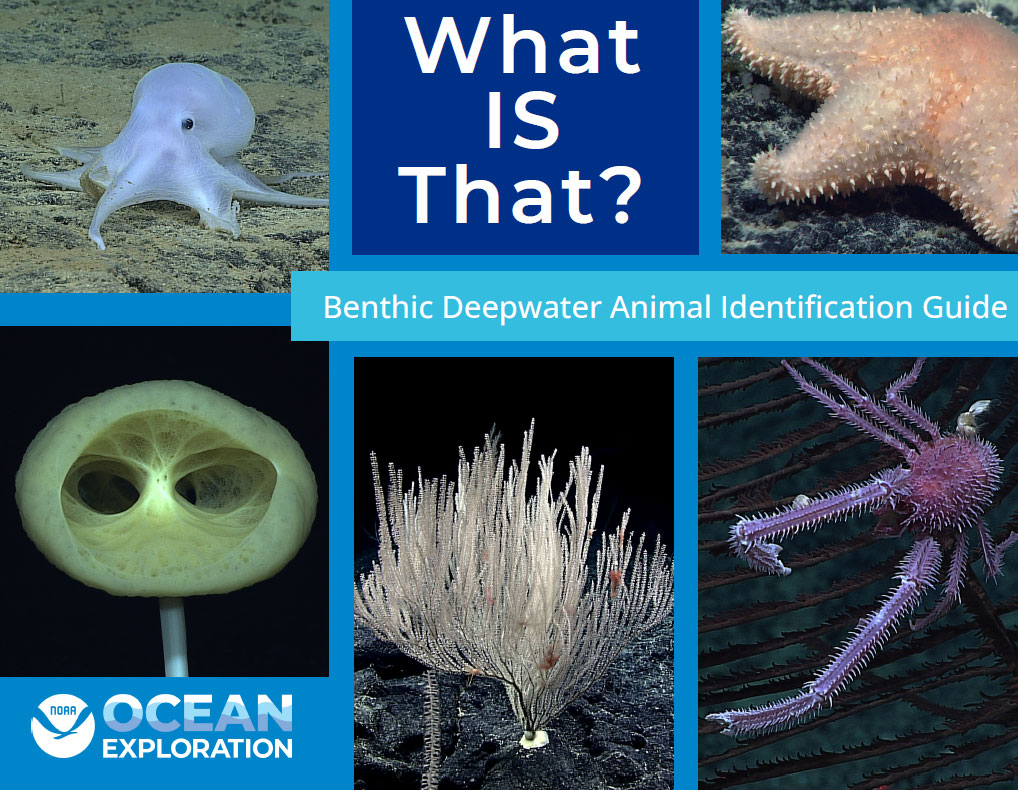 What IS that? Want to know? Check out the updated Benthic Deepwater Animal Identification Guide: oceanexplorer.noaa.gov/okeanos/animal… And if you’re at #OSM24, swing by the poster hall today from 4-6 pm to learn more about new enhancements to the guide: agu.confex.com/agu/OSM24/meet… #benthicID
