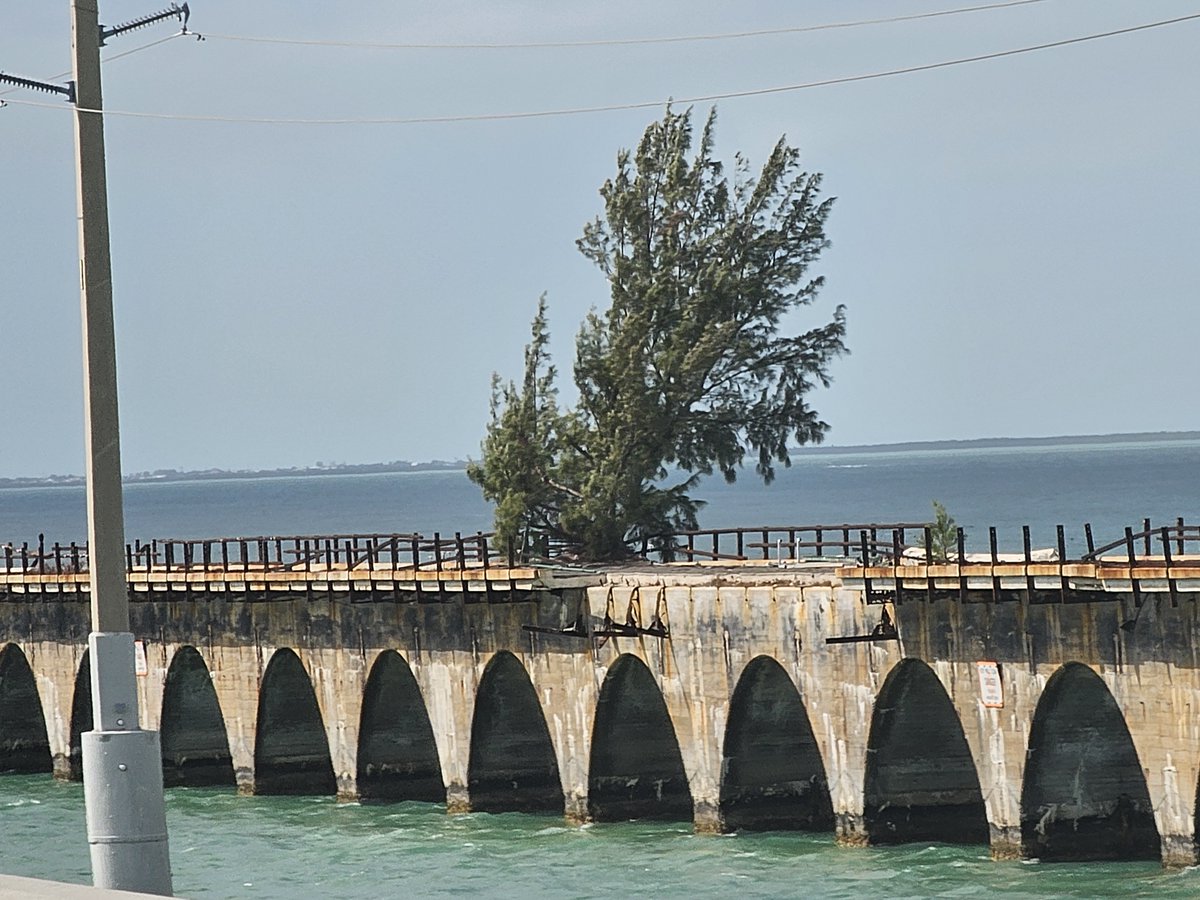 😎Good afternoon, FRED! 👋Waving as we pass.
Love yah! 😍 Fred the Tree stands tall on the Old Seven Mile Bridge in the Florida Keys, a resilient symbol of nature's endurance.🌳 #SevenMileBridge #FREDTree #OldSevenMileBridge #FloridaKeys #fredthetree #KeyWest #IslandLife