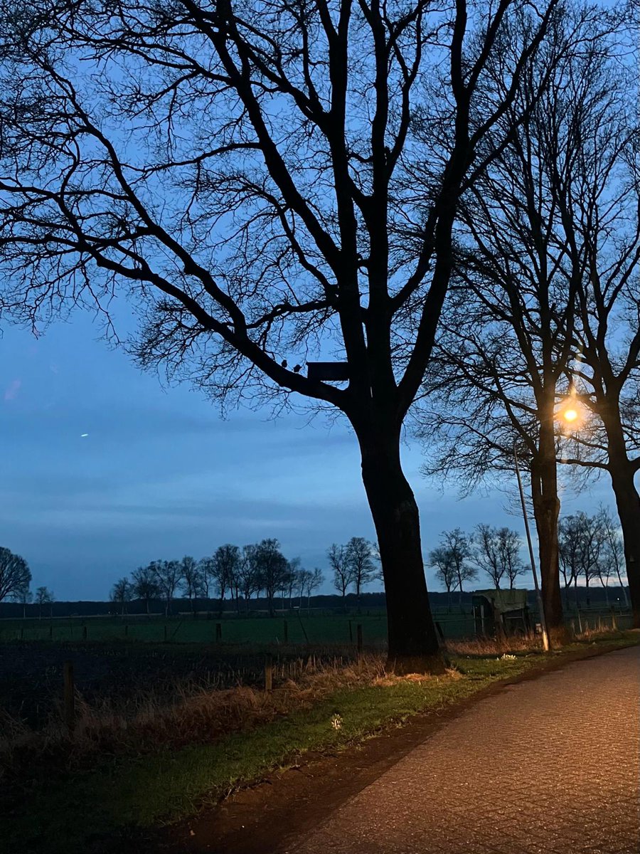Twee steenuiltjes voor de nestkast ergens in de Gemeente Westerveld. Foto gemaakt door Dick Dreves.