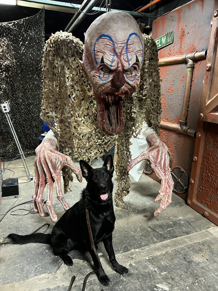 HiDef K9 / Team K9 tweet media