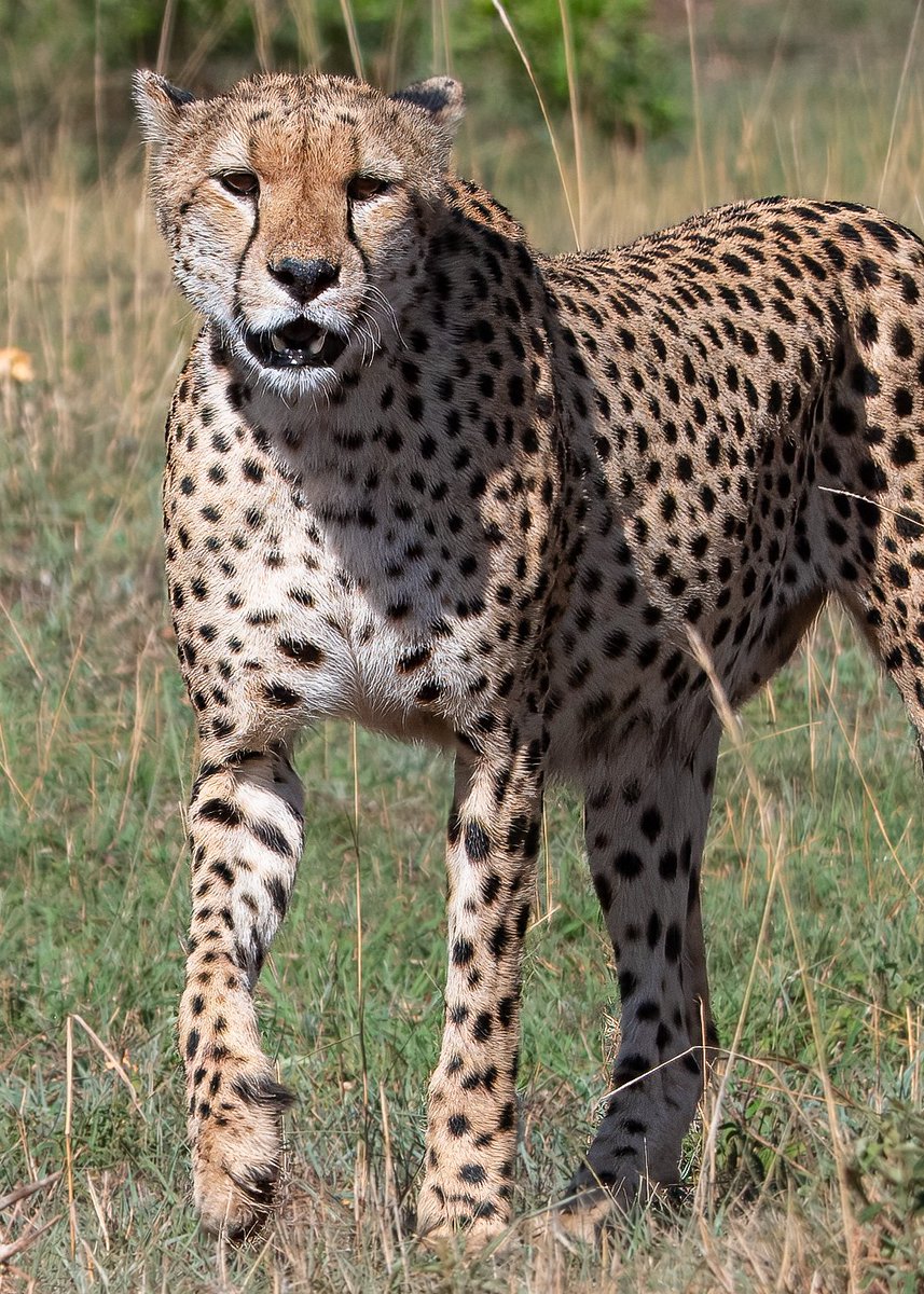From my Kenya safari. Staring down the lens. Masai Mara. Cheetah
#Kenya #ThePhotoHour #BBCWildlifePOTD #TwitterNatureCommunity #TwitterNaturePhotography #popphotooftheday  #naturelovers  #photographylovers #PhotoMode  #masaimara @AMAZlNGNATURE  @KWSKenya @kenyadirect