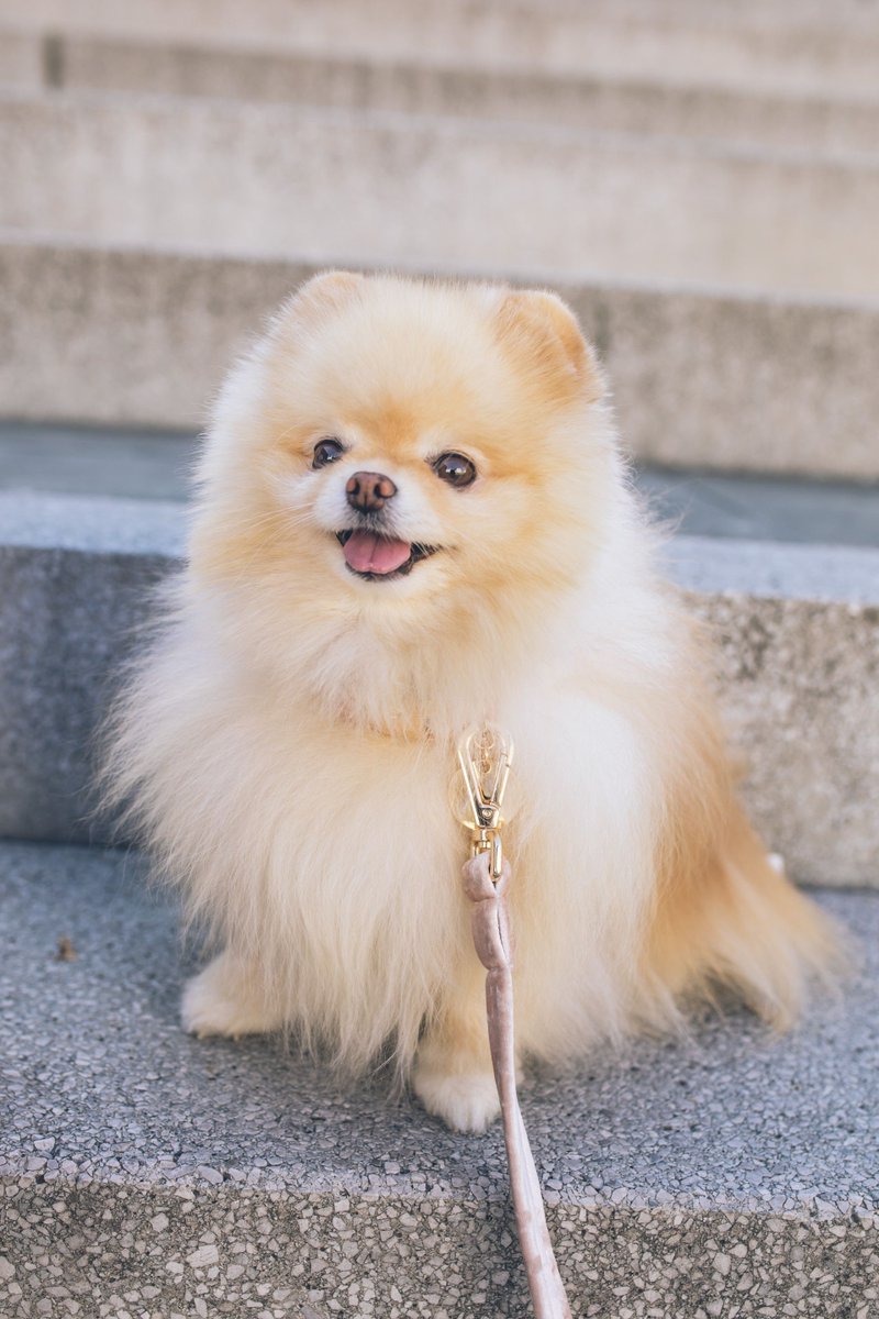 LubaRascheff's tweet photo. Ready to level up? Discover our unique plans: Rabbit, Pomeranian, and Koala. Cute names, serious power! Ever heard of plans like this? (LOL) #GameOn #NextLevel #TITTNL
Luba Rascheff is a Certified Spiritual Life Coach based in #Toronto, Ontario. #CSLC https://t.co/XQ8WBGZ1xb