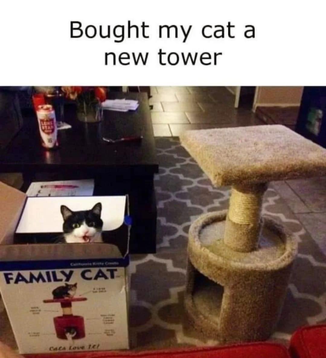theponyusa's tweet photo. @PicturesFoIder Cat https://t.co/t6SgBj1ZIJ