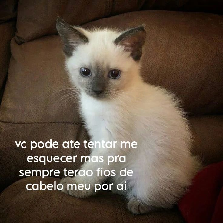 odeiootaco's tweet photo. https://t.co/NL0XZehuYu