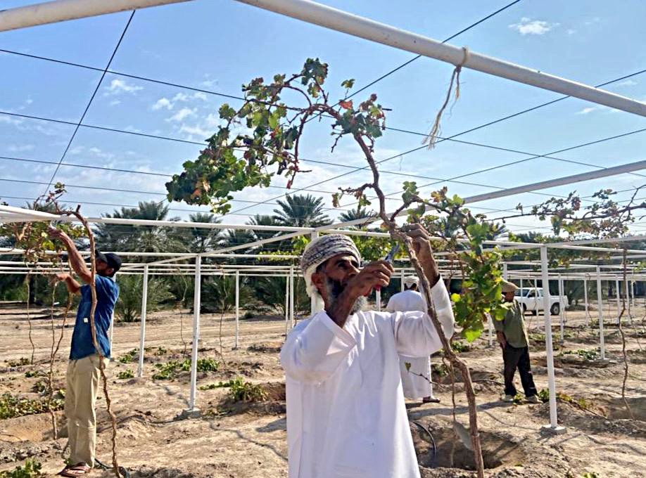 AgrResearchOman's tweet photo. تقليم العنب من العمليات الزراعية المهمة التي تجرى خلال الفترة من أواخر شهر يناير الى بداية شهر فبراير .
ويوجد نوعان من التقليم: تقليم تربية وتقليم إثمار ، كما يوجد حسب الصنف تقليم قمي وتقليم قاعدي، وبعد ذلك تتم المعاملة بمبيد فطري نحاسي وعمليات الري والتسميد. https://t.co/A2kC2qzL9t