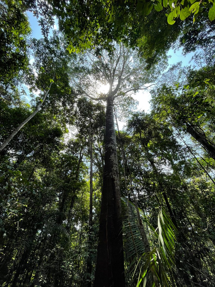 forestx_eco's tweet photo. 🌍🌳Forest X will drive REDD+ projects aiming to reduce CO2 emissions, combating deforestation and forest degradation. Mitigating climate change, preserving biodiversity, and promoting sustainable development.  
#SustainableClimate #Blockchain #ForestX https://t.co/CztLJkd7yX