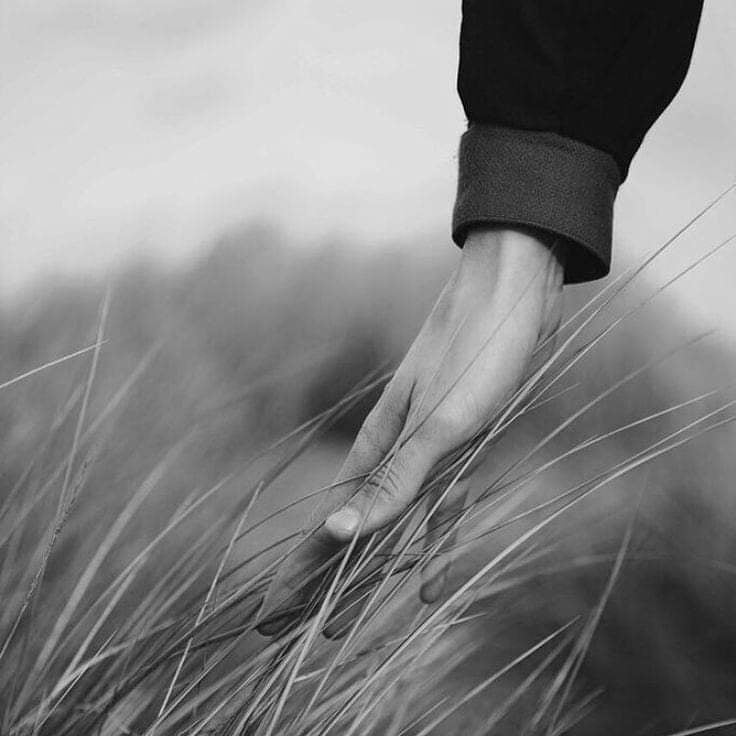 “Pero nosotros somos como la hierba del prado que siente sobre sí pasar el viento y toda ella canta en el viento y siempre vive en el viento'. - Antonia Pozzi 📷 Kültür Tava