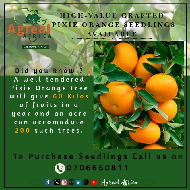 agrealafrica's tweet photo. Looking to boost your farm's profitability? Look no further than Pixie orange seedlings! Their premium price, quick maturity, and compact size make them a game-changer for citrus farmers. ๐ฑ๐ฐ #ThinkAhead #PixiePower #FarmSuccess https://t.co/R35uS9GXHA