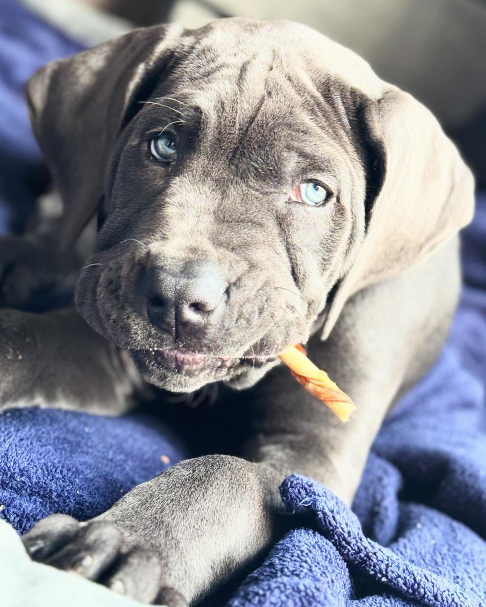 Dosis diaria de ansiedad = Gina 🐾