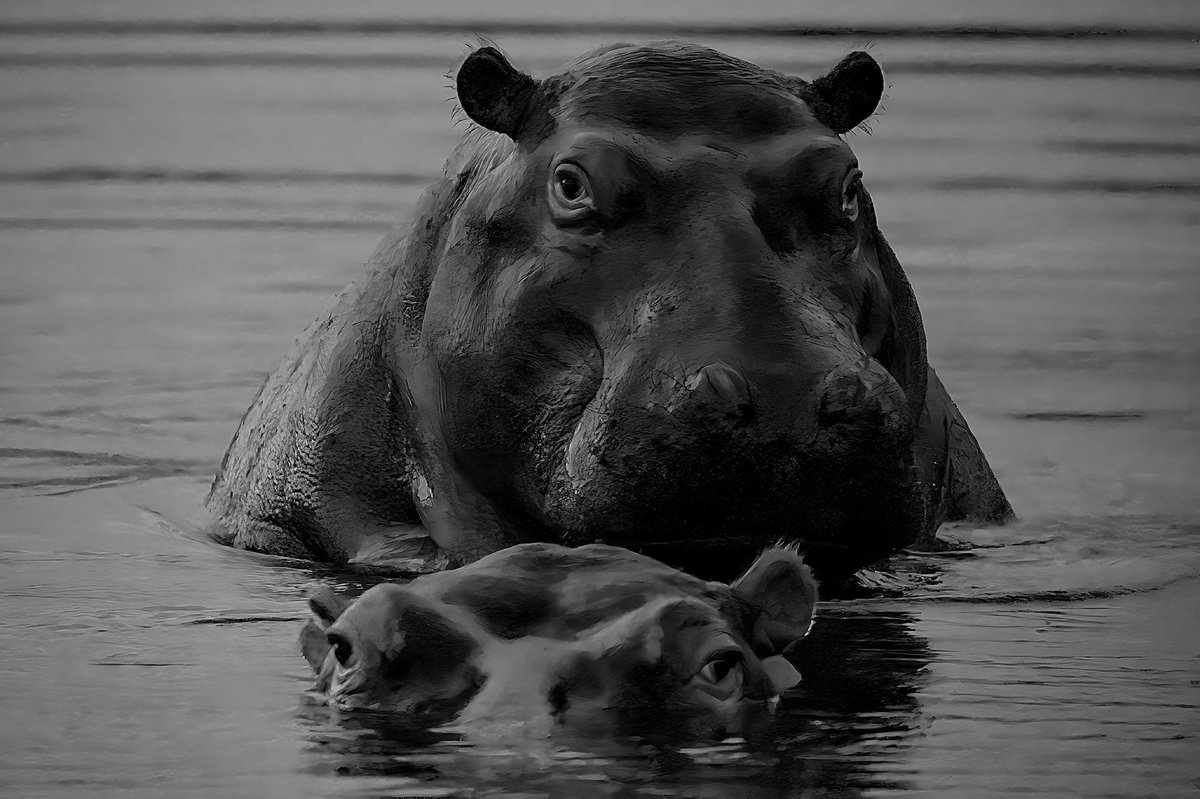 In celebration of #WorldHippoDay