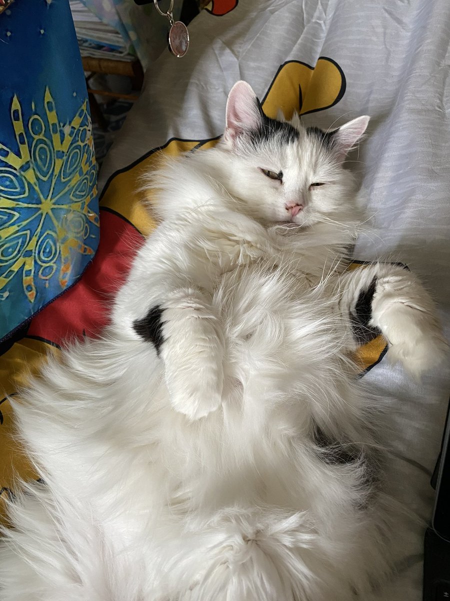 38Octavian's tweet image. My paws are in for Buffy, I’m sorry I only just saw your post ~ Phoebe &amp;amp; Annie 💕✨🪷✨💕