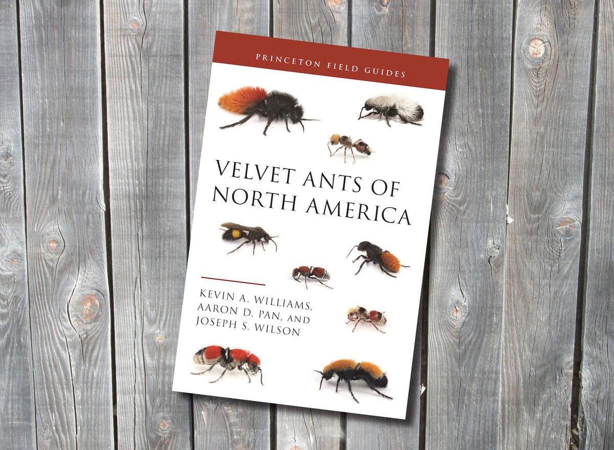 USU Tooele ecologist Joe Wilson, USU alum Kevin Williams of <a href="/CDFAnews/">Calif Food and Ag</a>, Aaron Pan of <a href="/TexasTech/">Texas Tech University</a> publish first-of-its-kind field guide on #velvetants <a href="/PrincetonUPress/">Princeton University Press</a> <a href="/EntsocAmerica/">Entomological Society of America</a> #wasps <a href="/BeesBackyard/">The Bees In Your Backyard</a> Read more: usu.edu/today/story/co…