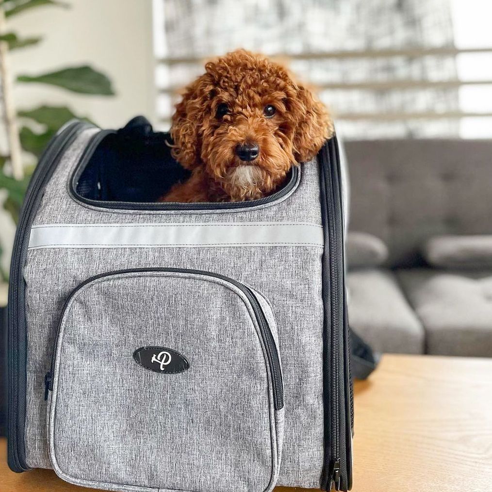 petiquepets's tweet image. The type of carrier you have for taking your fur baby outside MATTERS!!!😻

Having a super high quality carrier that is long-lasting is 1000% worth it. It’s holding your precious fur baby after all!💚

#dogtravel #dogbackpack #catbackpack #petcarrier #dogcarrier #catcarrier #pet