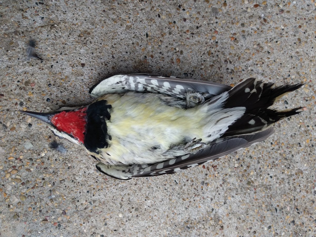 Buckle in. 

Position Statement of <a href="/BirdFriendlyChi/">Bird Friendly Chicago</a> Coalition

Launched in 2016, Chicago bird advocacy organizations, supporting scientists, founding members, and committed citizens of the Bird Friendly Chicago coalition have been focused on achieving one crucial goal: ... 1/x