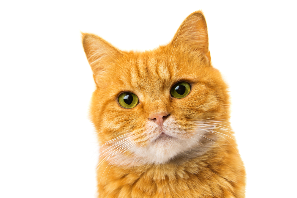 12 Hilariously Clever Cat Names!  
thepurringtonpost.com/12-hilariously…