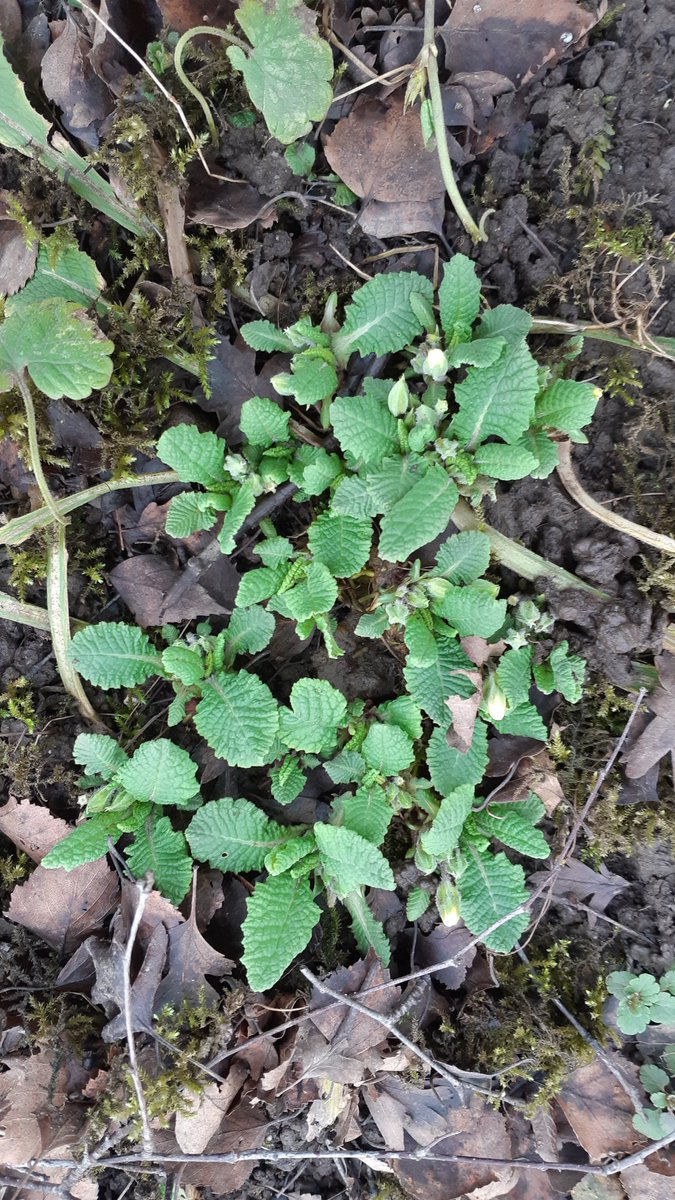 The snowdrops are fading fast, but here come the first primroses, with many more to come. The Yellow Star of Bethlehem will be in bud soon. This plant seems irresistible to pheasants and rabbits, hence lots of wire cages.