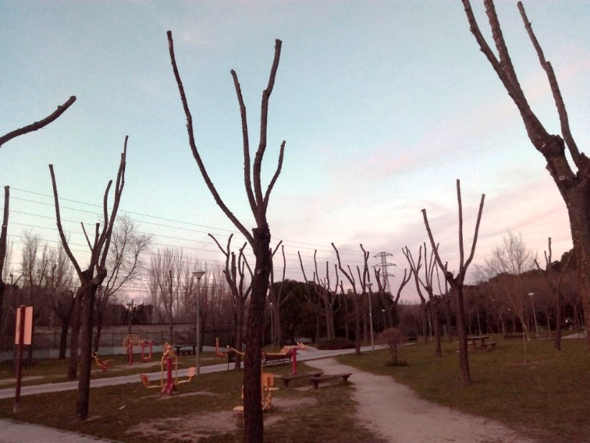 Los árboles sometidos a podas severas entristecen el paisaje, envilecen los caminos, afean los jardines, oscurecen las residencias, deprimen a los pájaros, acongojan a las ardillas, aterran a los poetas y son un menoscabo de los beneficios que nos otorgan los árboles urbanos.