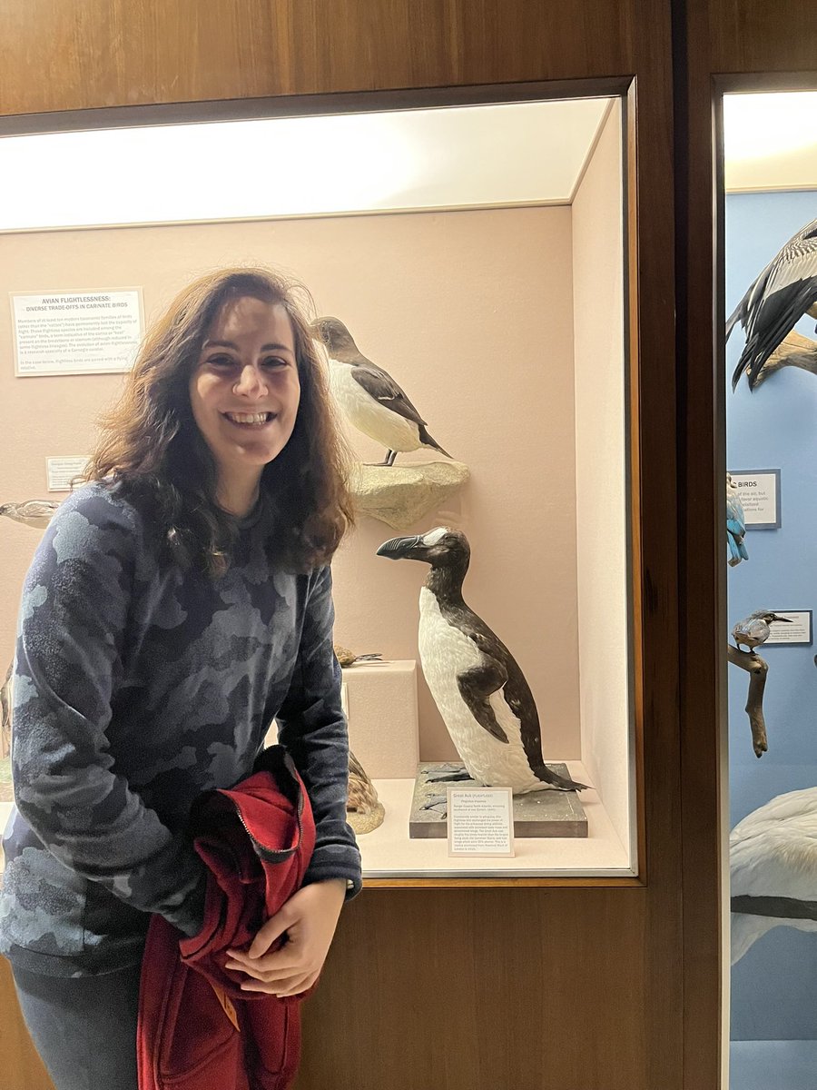 Just submitted my @Napc2024 abstract on Great Auk range collapse and extinction timing! 🐧