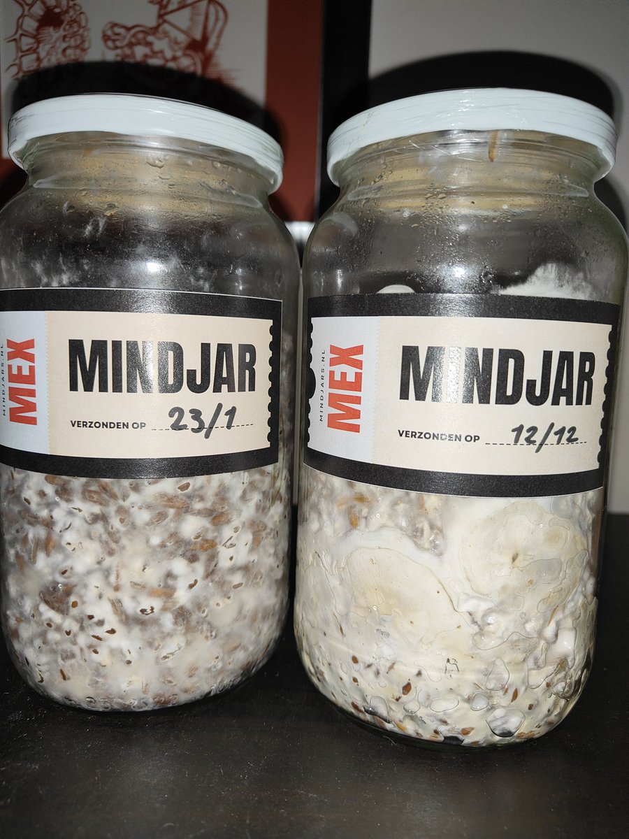 Dave76XXX's tweet photo. De #psilocybine groeit goed...kwestie van tijd tot we de Melkweg kunnen gaan verkennen...#mindjars #truffels #kbtr #microdosing https://t.co/4H3MrMSv6w