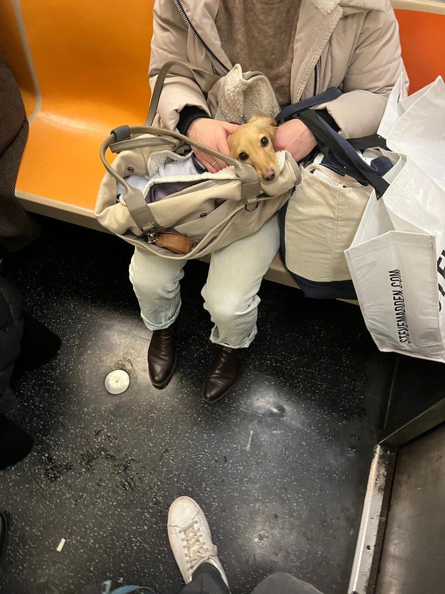NYCweeniepics's tweet photo. the cutest man. look at that face https://t.co/psFOh0V0xI