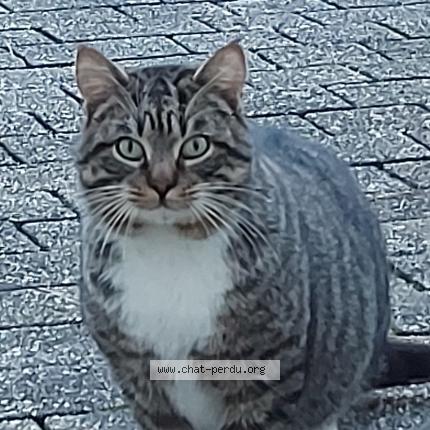 Minou Perdu tweet media