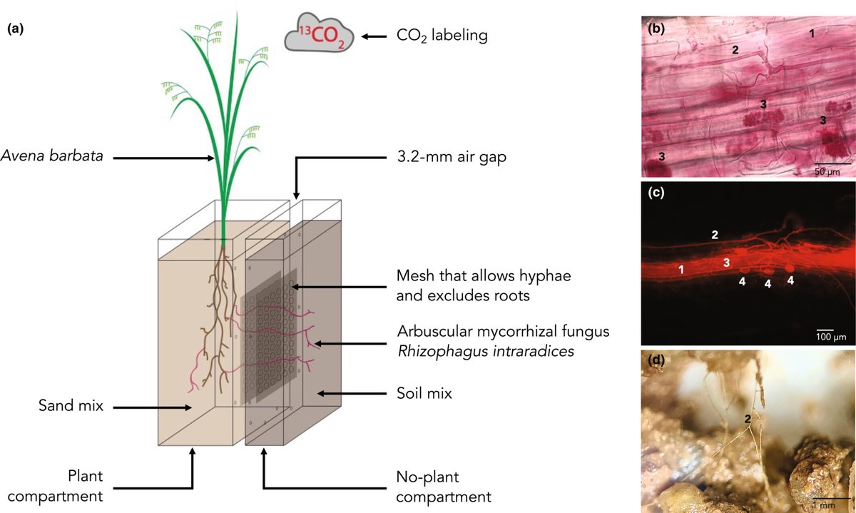 New Phytologist tweet media
