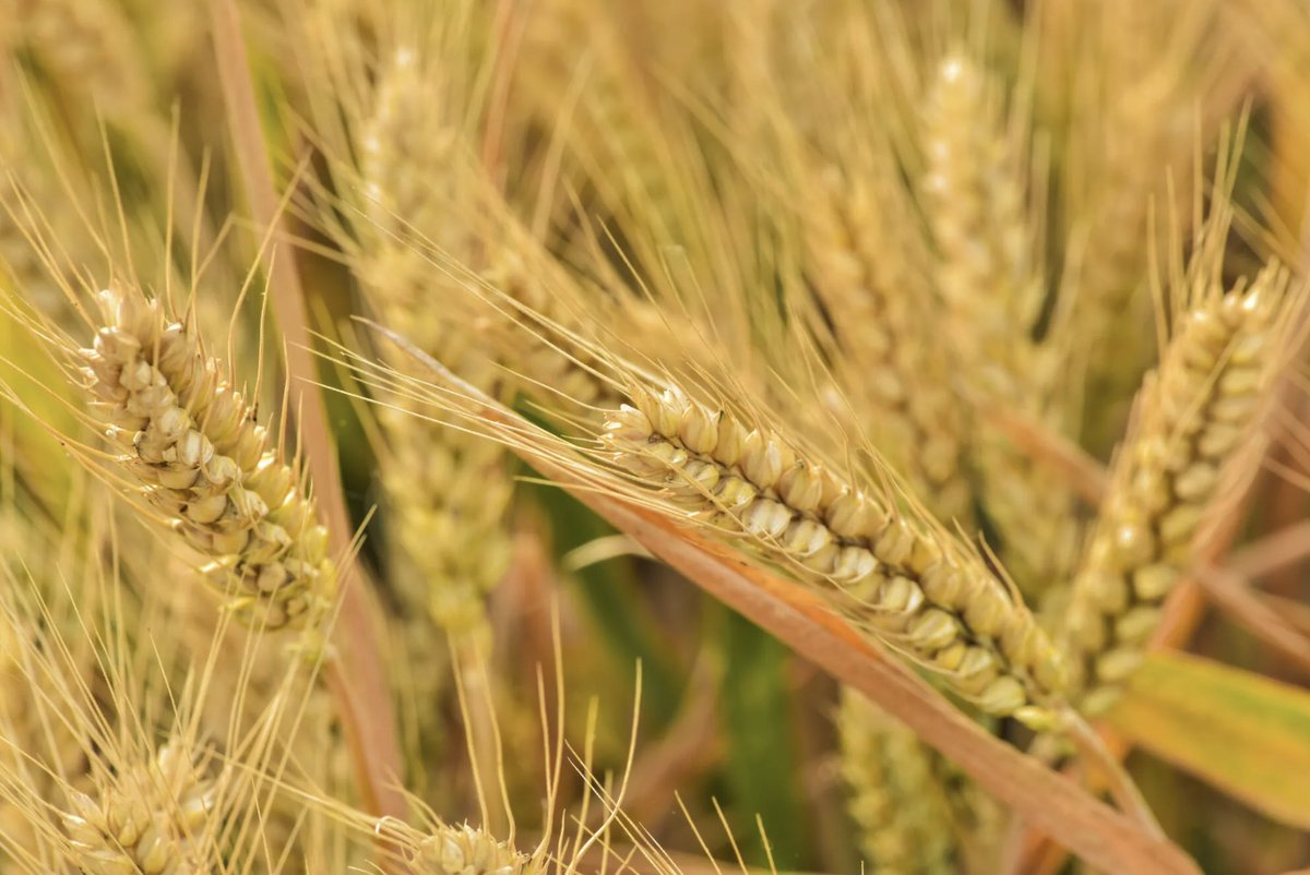 FarmersGuide's tweet image. Spring Spraying 2024 🌱

🌾 @AdamaUK_ says crops will need a robust programme of fungicides to ensure they go on to achieve their true yield and quality potential.

farmersguide.co.uk/spring-sprayin… 

#SpringSpraying #BritishFarming