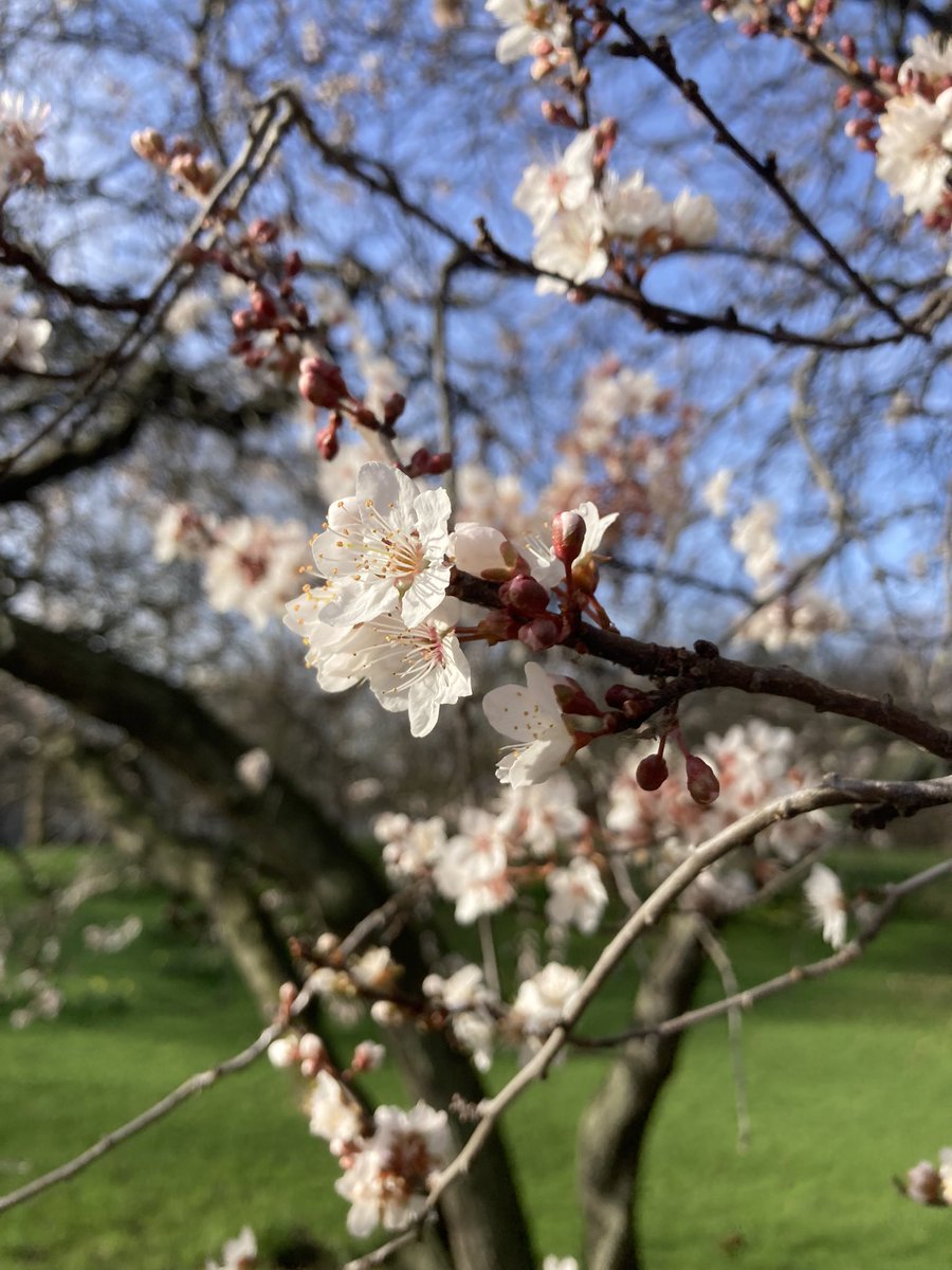 grasmereschool's tweet photo. @RobGMacfarlane #harbingerofspring @grasmereschool https://t.co/WKm3FdfAgg