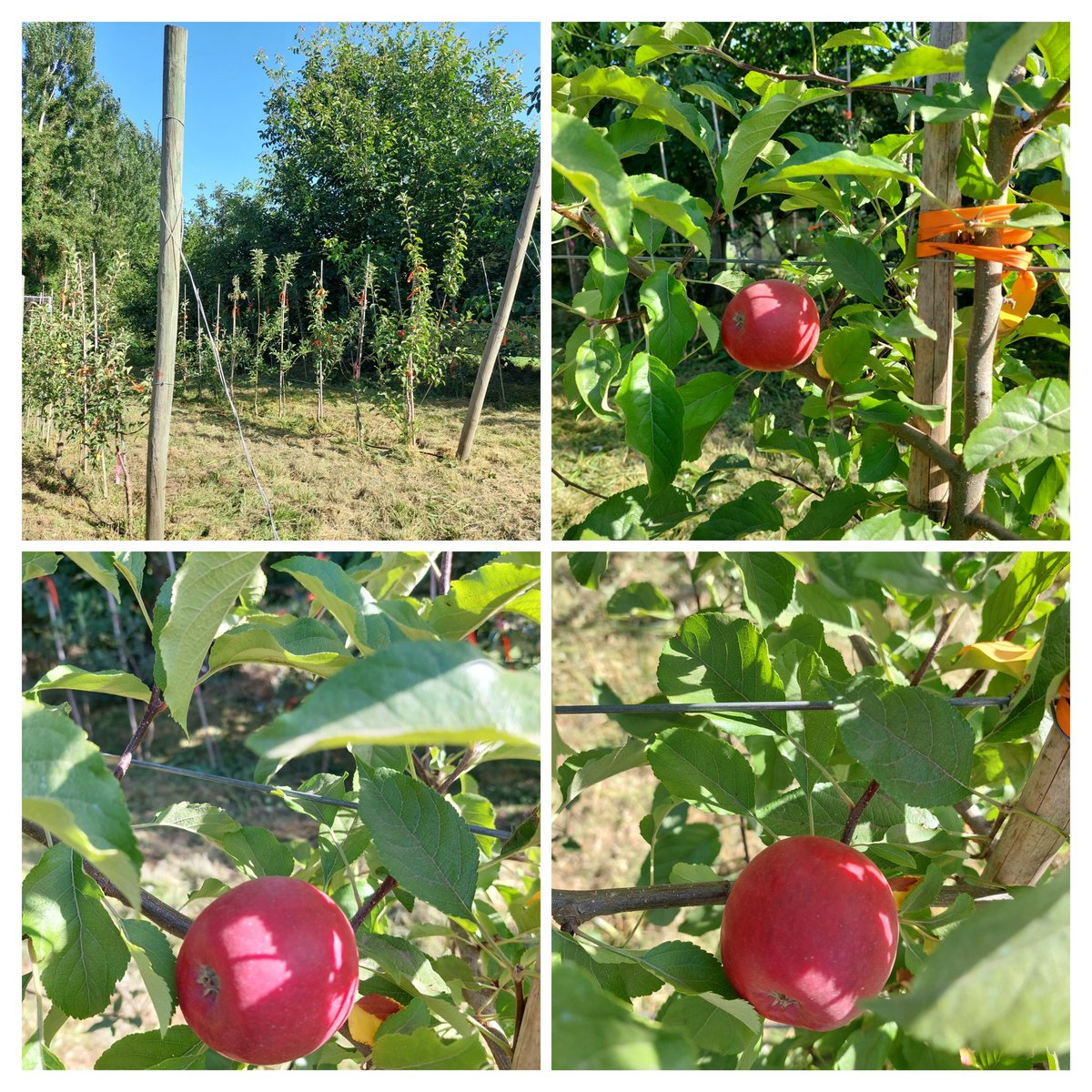 PMG Frutales evaluación  y seguimiento de selecciones avanzadas del PMG Manzanos en la localidad de Angol. Excelente color de cubrimiento........ en espera del momento adecuado de cosecha <a href="/INIAQuilamapu/">INIA Quilamapu</a> <a href="/carlahahnb/">CARLA HAHN BRENDEL</a> <a href="/iniachile/">INIA Chile</a>