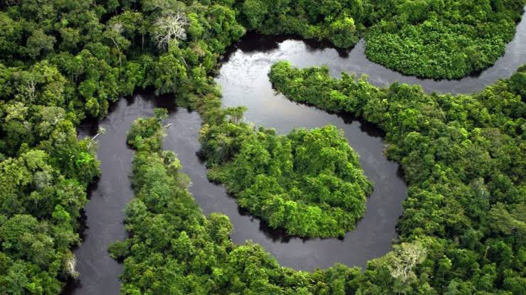 🔴 Amazon Yağmur Ormanları'nın neredeyse yarısı kuraklık, ormansızlaşma ve yangınlar nedeniyle 2050'ye kadar yok olabilir.