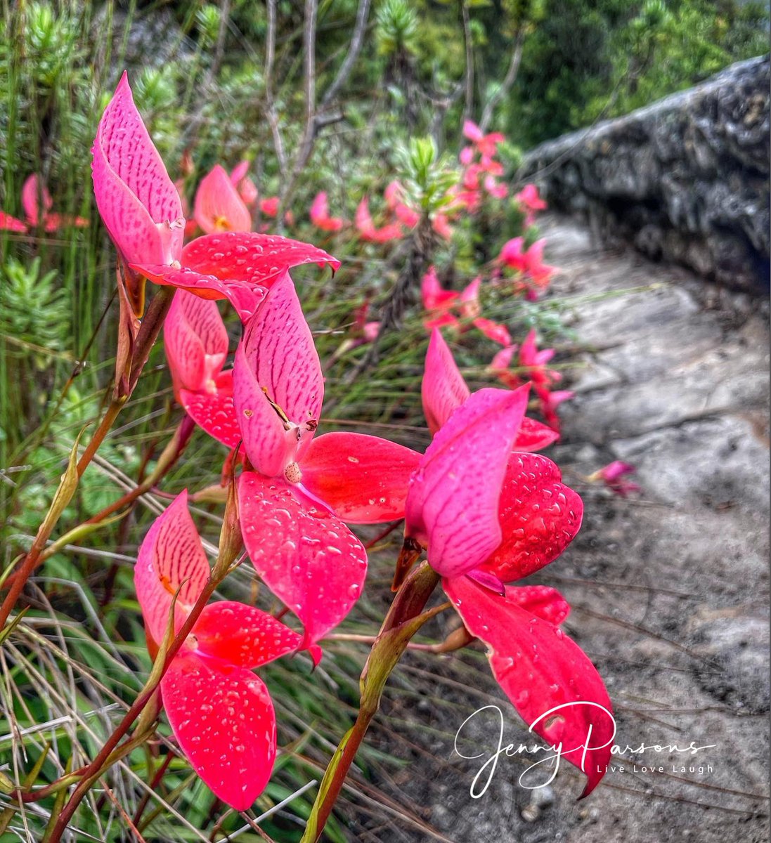 JennyPaPB's tweet photo. The third Disa we saw on our Table Mountain hike was the iconic Disa uniflora which were out in numbers along the streamsides & seeps.
#wildorchids #orchidacea #fynbos #botany #flowerphotography #CapeTown #reddisa https://t.co/6UIuoS2RwS