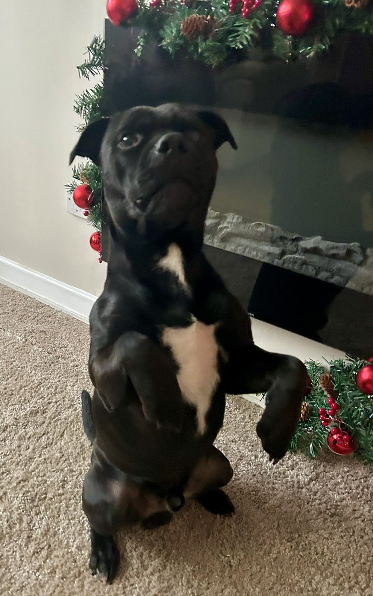 JulesAllenxx's tweet image. Paws in