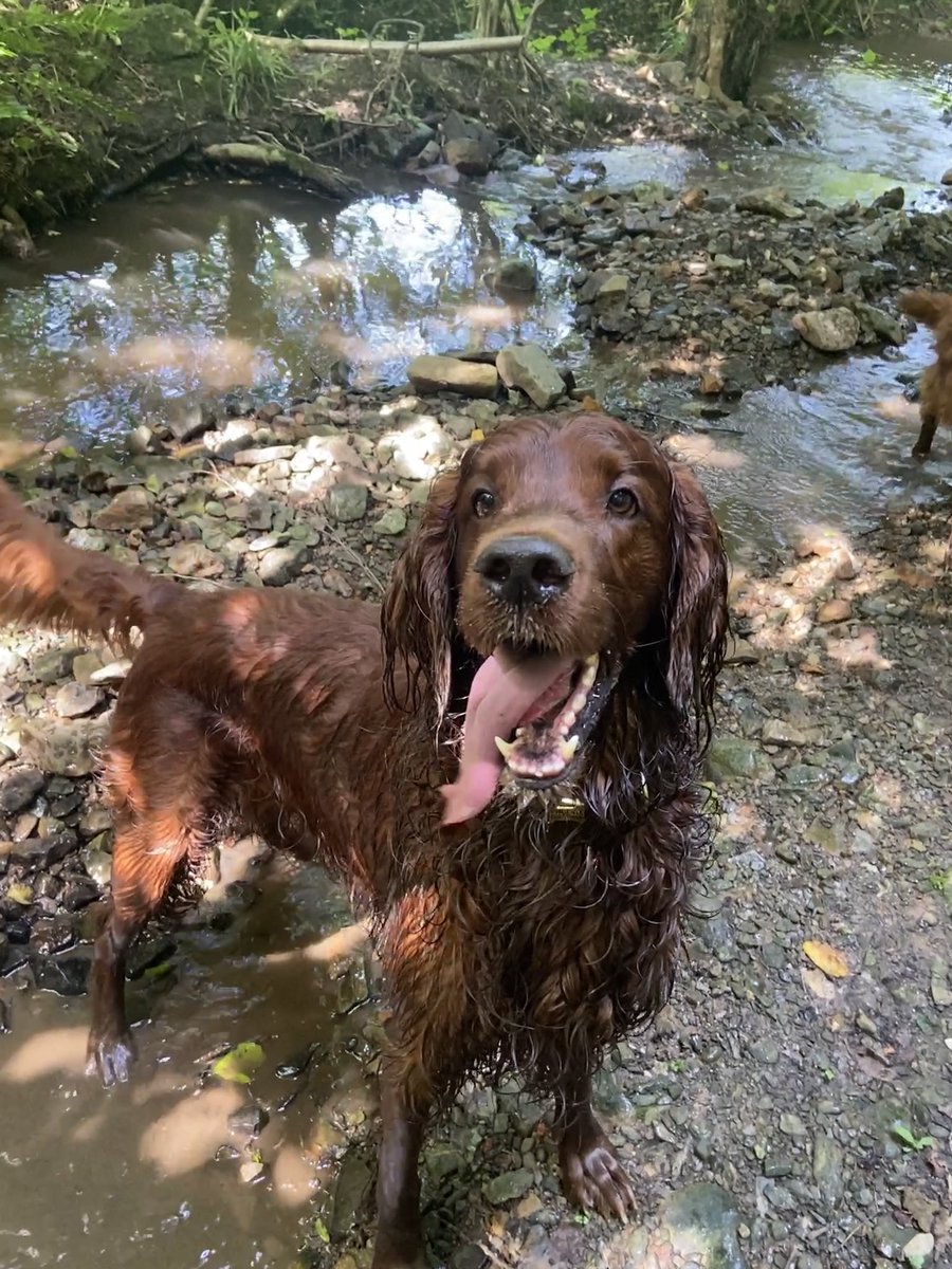 Mary0901's tweet photo. I can’t even believe I’m typing these words but… Last night, I lost my precious Phoenix. My best friend, my sweet baby. After battling epilepsy for almost 2 years, he was taken away far too soon before turning 8. My heart is shattered in a million pieces 💔 https://t.co/2a0gQELYWW