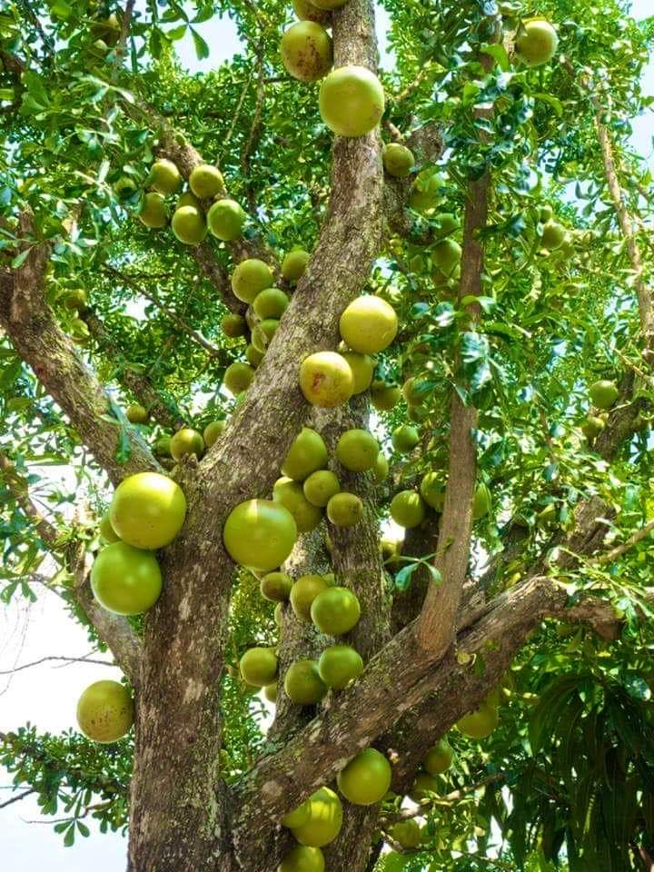 sv_pacheco's tweet photo. Quien Sabe de que es este arbol? https://t.co/V2XLrYVEXZ