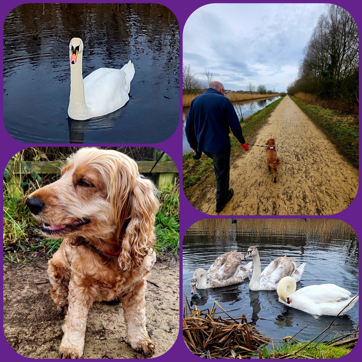 TherapyDogLola's tweet image. Had the loveliest walk along the River Mersey and canal with my Dad and Lola today 🐾 She started the day nice and clean, but came home wet, muddy, and oh so happy! 💦 She is really enjoying her muddy half term break! #MuddyPaws #HappyDog