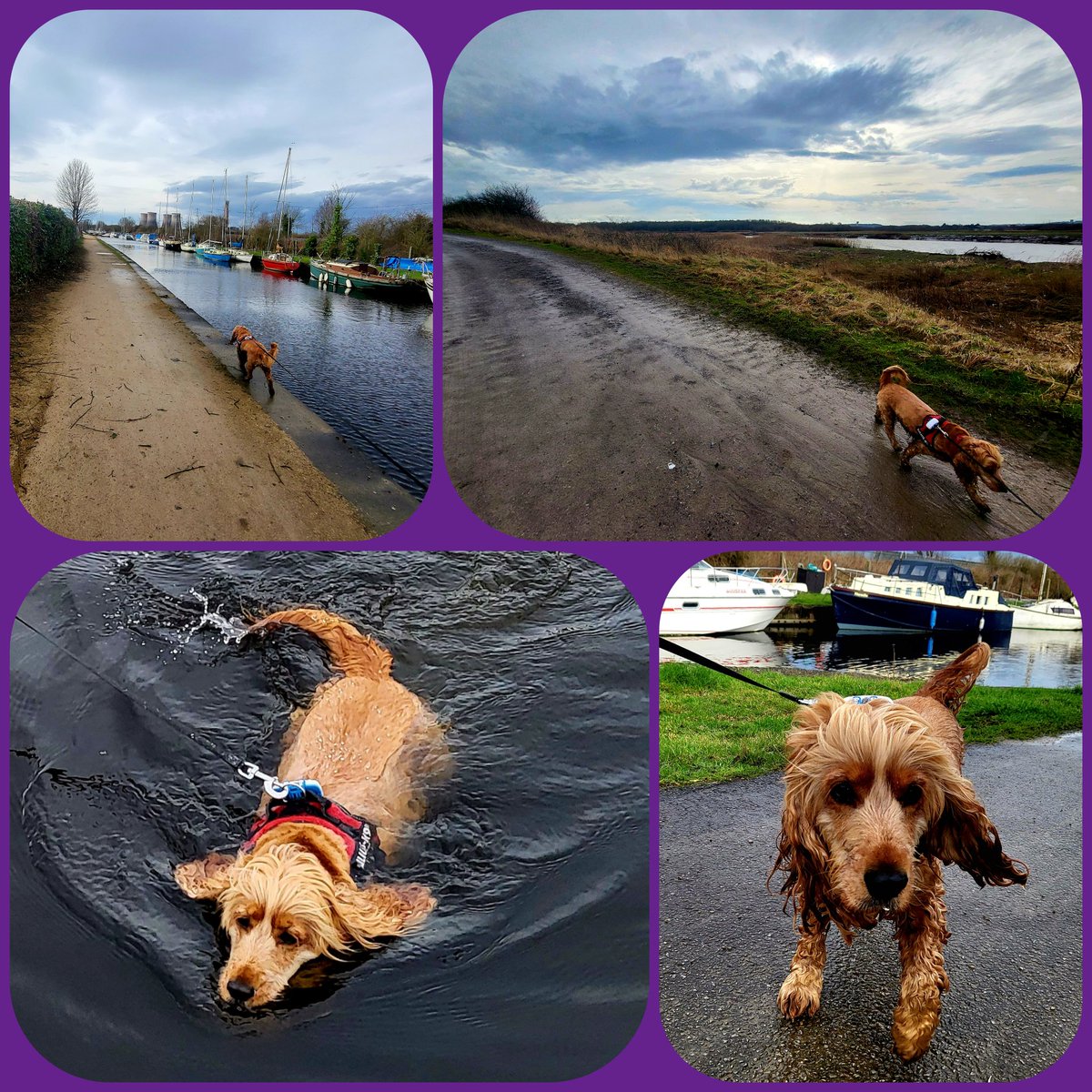 TherapyDogLola's tweet image. Had the loveliest walk along the River Mersey and canal with my Dad and Lola today 🐾 She started the day nice and clean, but came home wet, muddy, and oh so happy! 💦 She is really enjoying her muddy half term break! #MuddyPaws #HappyDog