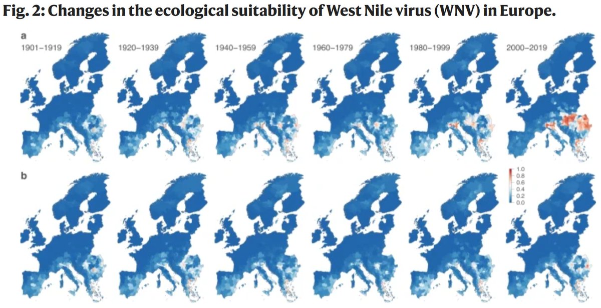 In our new study in @NatureComms led by @dianacerazoq, we show that climate change is responsible for the notable increase in the area ecologically suitable for West Nile virus circulation in Europe: nature.com/articles/s4146…