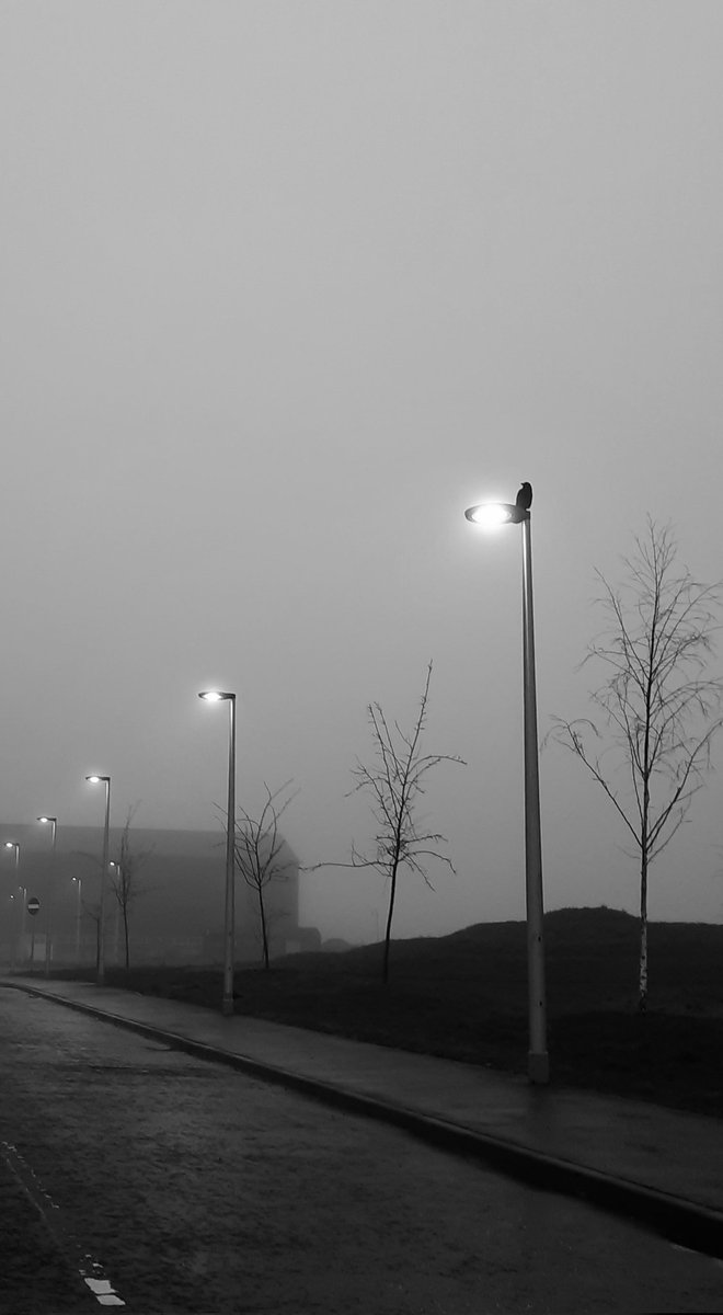 shamblesklutz's tweet photo. Thursday morning haar and crow.
#crowroad #haar #Fife https://t.co/OcqSun7nJP