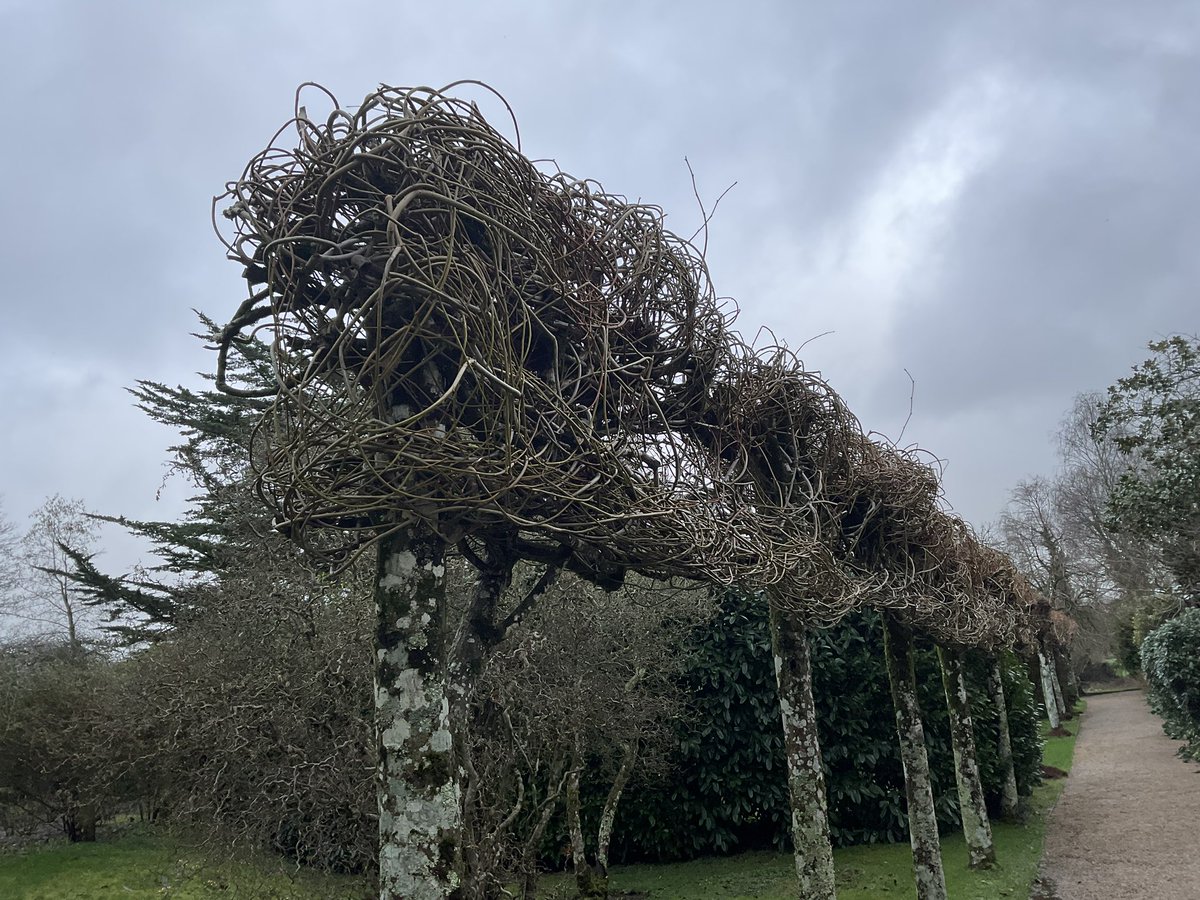 JCmoonpruner's tweet image. Athelhampton House in Dorset last weekend. A beautiful example of plashing ( I’ve always called it pleshing, but I can’t find that spelling anywhere else) or weaving of willows. Quite rare and very time consuming but I love the effect.🏴󠁧󠁢󠁳󠁣󠁴󠁿❤️🙏