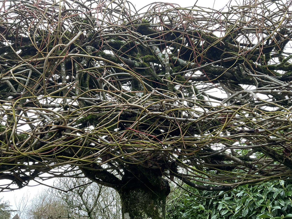 JCmoonpruner's tweet image. Athelhampton House in Dorset last weekend. A beautiful example of plashing ( I’ve always called it pleshing, but I can’t find that spelling anywhere else) or weaving of willows. Quite rare and very time consuming but I love the effect.🏴󠁧󠁢󠁳󠁣󠁴󠁿❤️🙏
