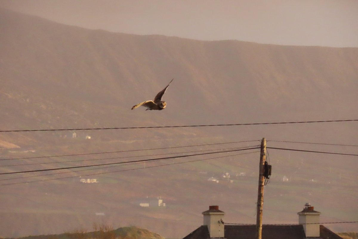 BarneyBirder's tweet photo. Short eared owl still around bog in Ballinskelligs https://t.co/QKiKwVtbA1